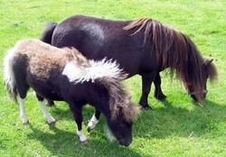 Shetland pony Shetland pony