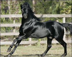 Andalusian