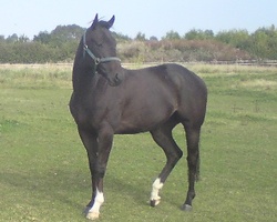Thoroughbred