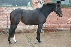 Trakehner Trakehner