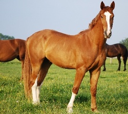 Warmblood