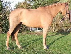 Irish Sport Horse Irish Sport Horse