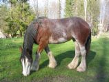 Clydesdale Clydesdale