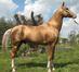 Akhal Teke