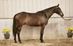 Hanoverian