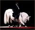 Lipizzan