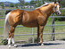Palomino