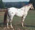 Appaloosa