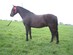 Dartmoor Pony