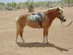 Haflinger