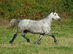 Welsh Sec C