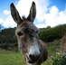 Donkey
