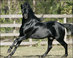 Andalusian