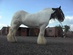 Gypsy Vanner