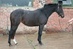 Trakehner