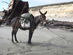 Mule