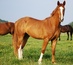 Warmblood