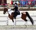 National Show Horse