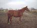 Anglo Arab