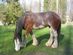 Clydesdale