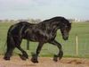Friesian
