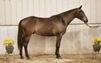 Hanoverian