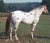 Appaloosa
