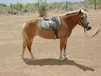 Haflinger