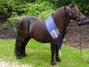 Shetland pony