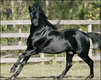 Andalusian