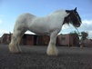 Gypsy Vanner