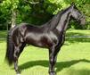 Tennessee Walker