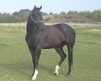 Thoroughbred