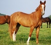 Warmblood