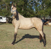 Buckskin