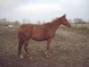 Anglo Arab