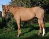 Irish Sport Horse