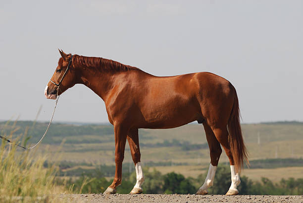 Chestnut horse standing side-on in a field
