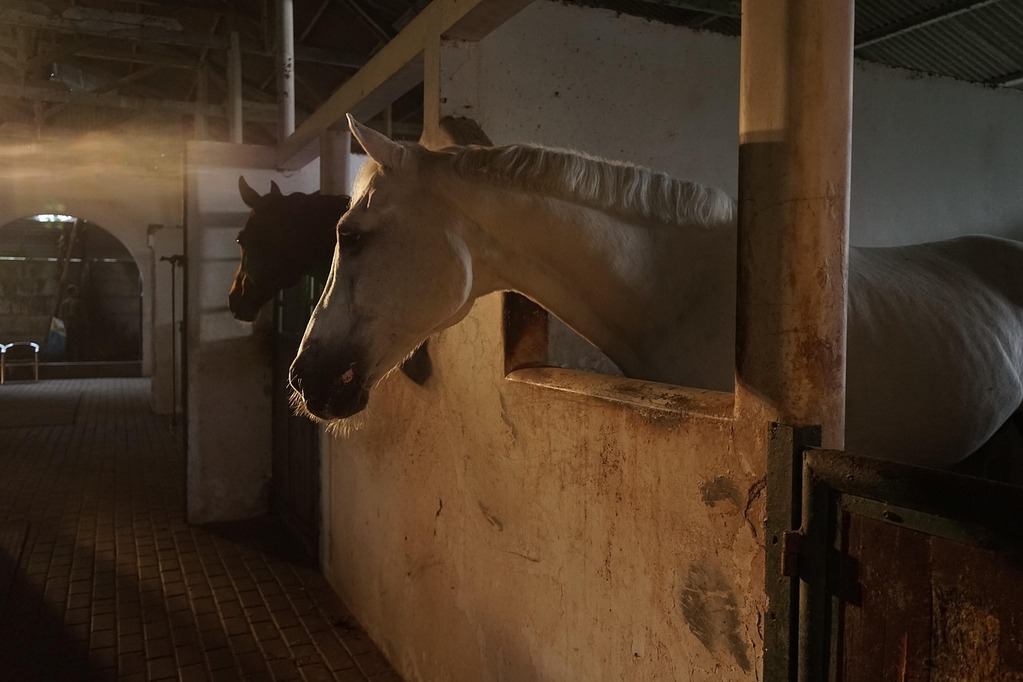 Horse in Stable