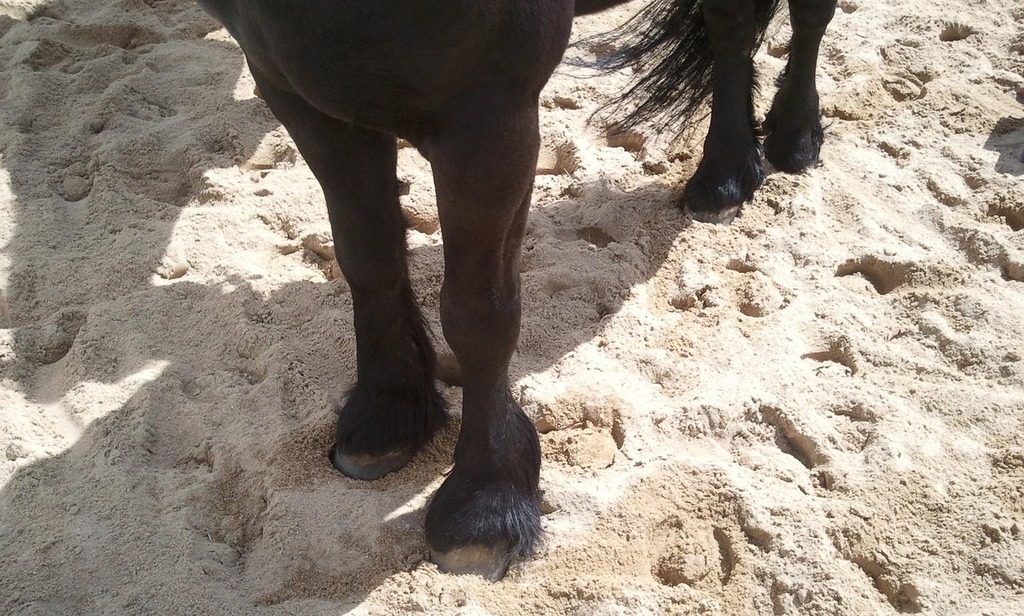 Laminitis