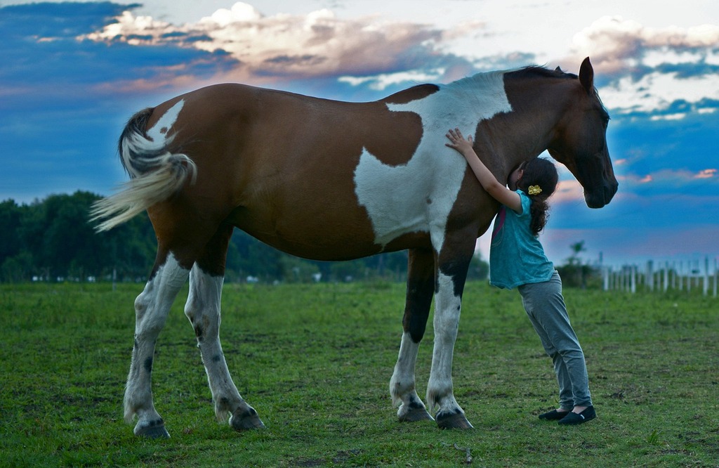 Horse and Friend - How to Get a Horse to Like You