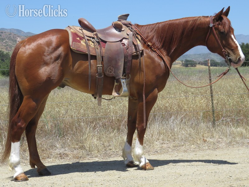 "DL COMOS EASY CASH" Sorrel Gelding Quarter Horse in California