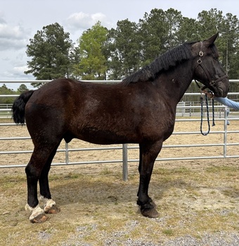 "Trooper" Black Gelding Percheron
