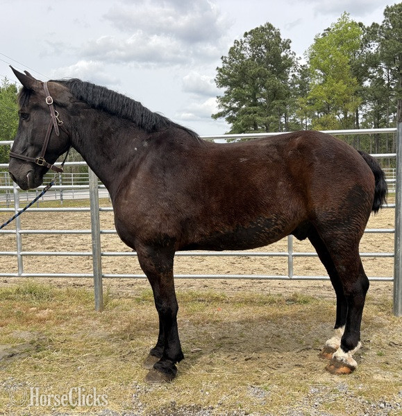 "Trooper" Black Gelding Percheron