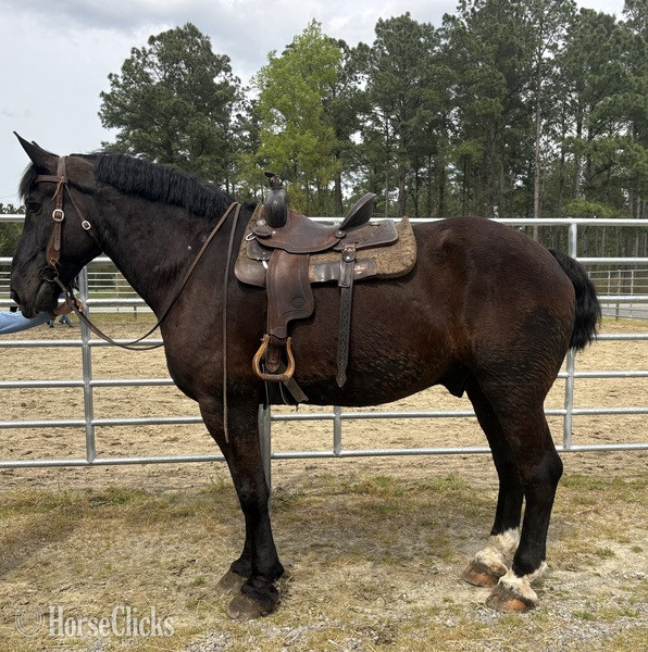 "Trooper" Black Gelding Percheron - Percheron in North Carolina
