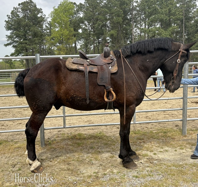 "Trooper" Black Gelding Percheron - Percheron