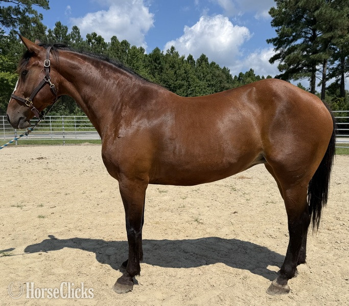 "Bay" Bay Mare Draft