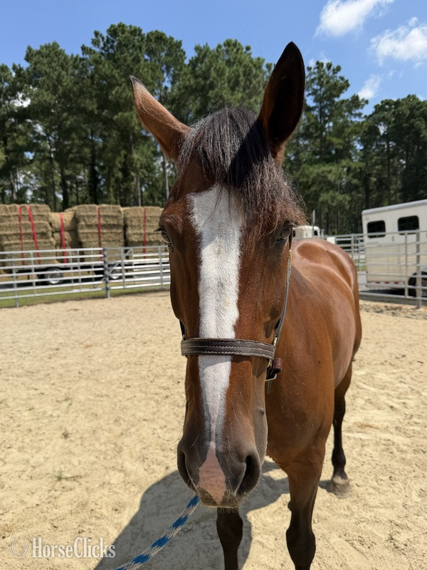 North Carolina "Bay" Bay Mare Draft