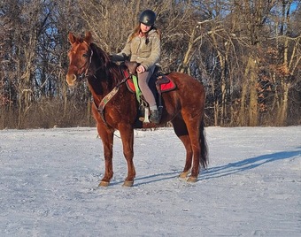 "Willow" Chestnut Mare Quarter Horse