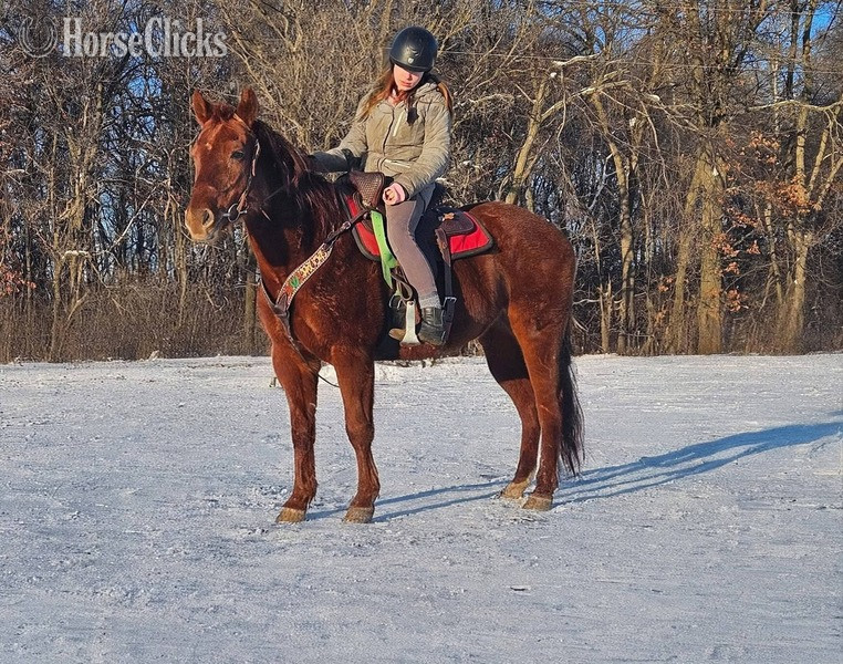 "Willow" Chestnut Mare Quarter Horse in Minnesota
